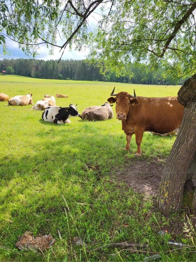 Ferienhaus Gizycko-przerwanki Widok Na Mazury Lötzen